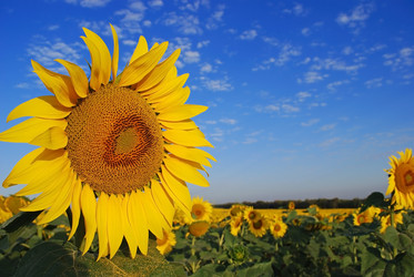 Similar image 290256