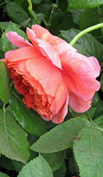 Similar image 290261