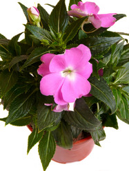 Similar image 290421