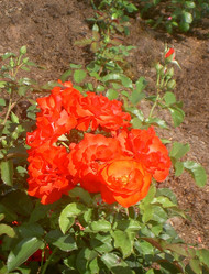 Similar image 290621