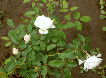 Similar image 290622