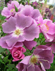 Similar image 290976