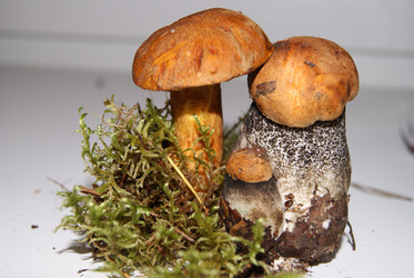 Similar image 291462