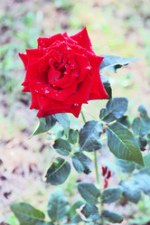 Similar image 291497