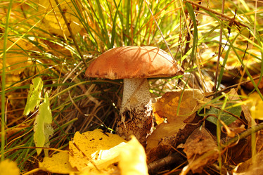 Similar image 291520