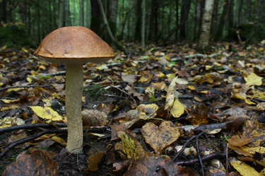 Similar image 291715