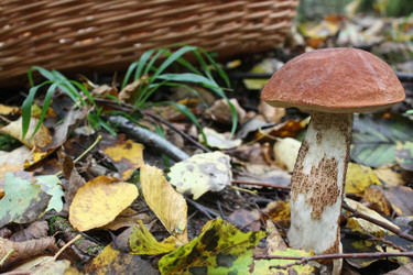 Similar image 291716