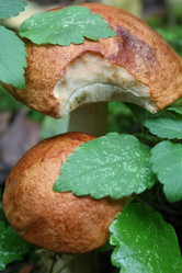 Similar image 291720