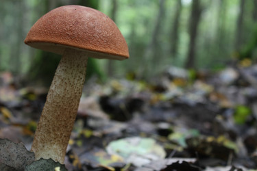 Similar image 291723