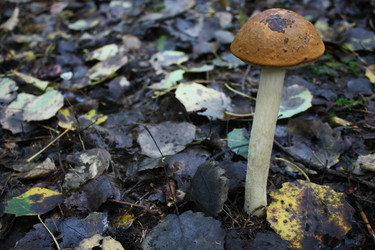 Similar image 291725