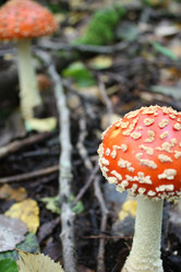 Similar image 291735