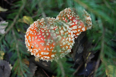 Similar image 291739