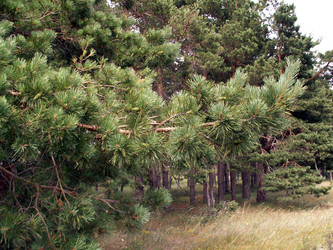 Similar image 291906