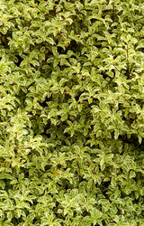 Similar image 292652