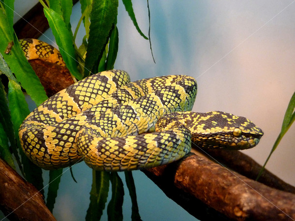 Змея с желтой головой - 72 фото