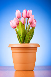 Similar image 293335