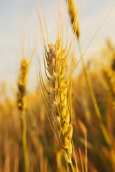 Similar image 293520