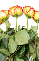 Similar image 293982