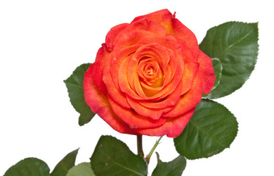 Similar image 293993