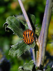 Similar image 294329