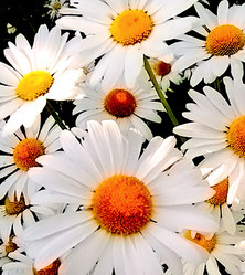 Similar image 295120