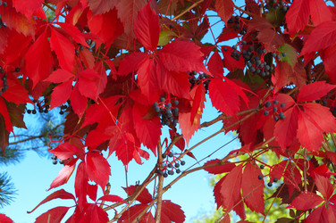 Similar image 295419