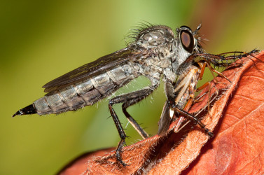 Similar image 295488