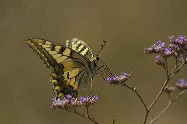 Similar image 295998