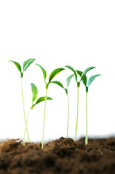 Similar image 296125