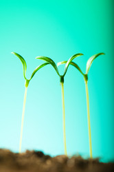 Similar image 296141