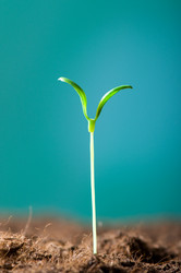 Similar image 296160