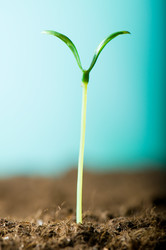 Similar image 296162