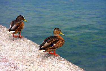 Similar image 298339