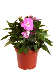 Similar image 298346