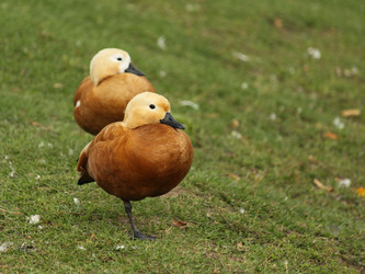 Similar image 298370