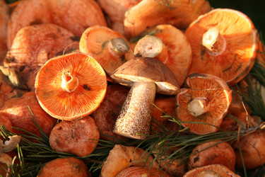 Similar image 298888