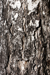 Similar image 300037