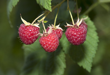 Similar image 300342