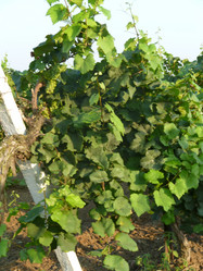 Similar image 300381