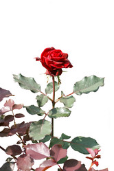 Similar image 301251