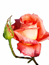 Similar image 301616