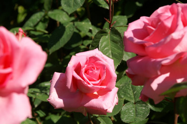 Similar image 303739