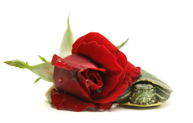 Similar image 304555