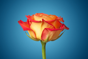 Similar image 305226