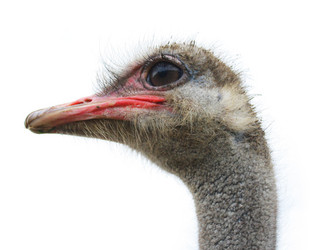 Similar image 305306