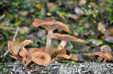 Similar image 306057