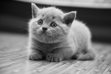 Similar image 306213