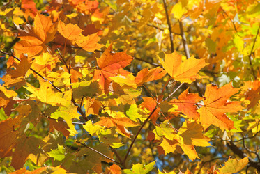 Similar image 306976