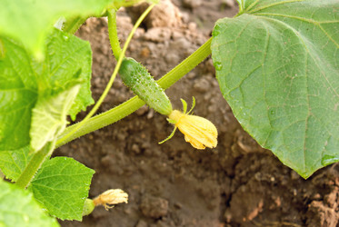 Similar image 307354