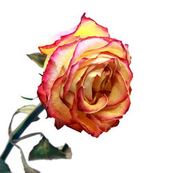 Similar image 307405